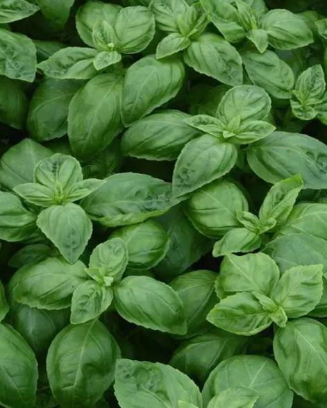 Basil PF