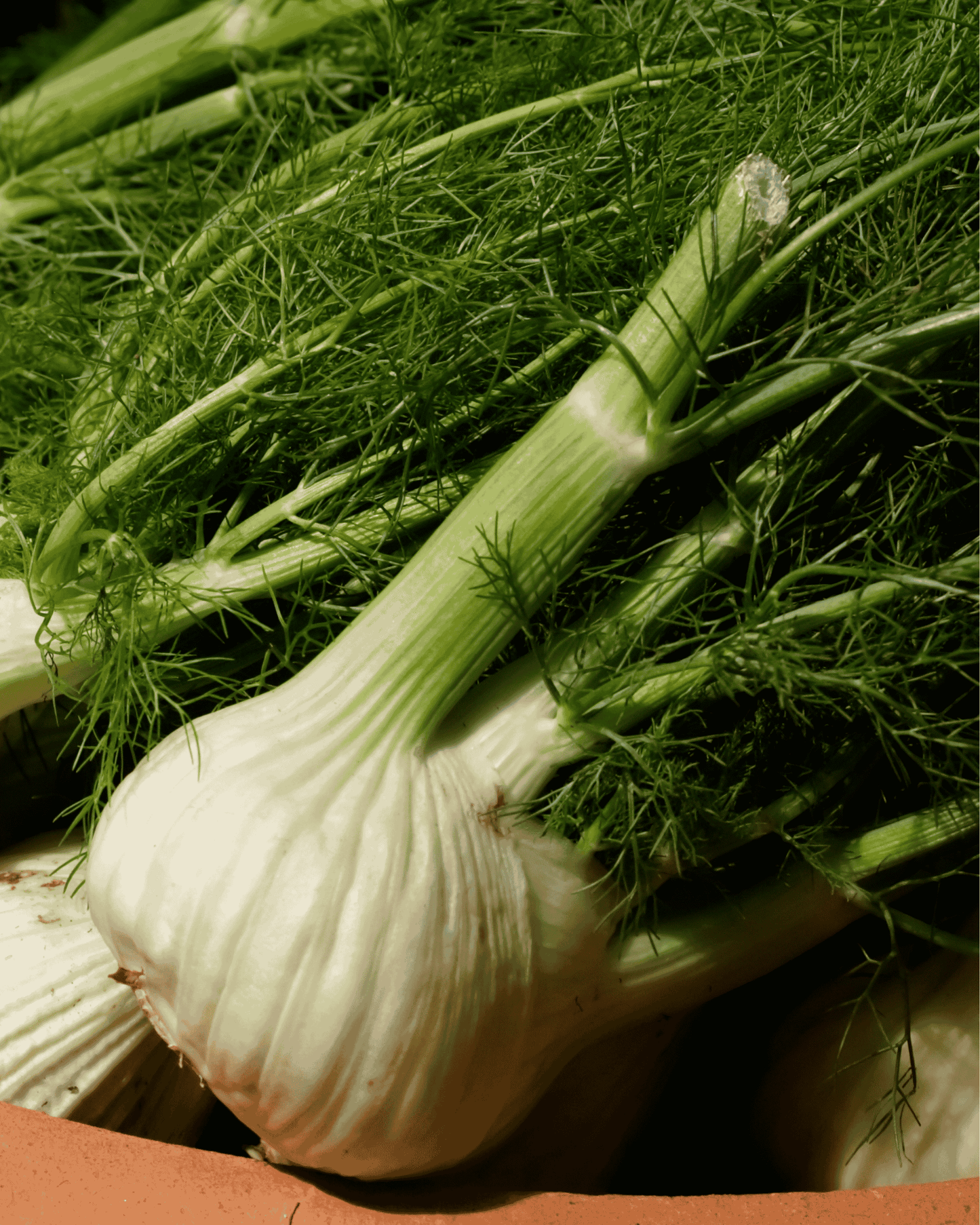 Fennel PF