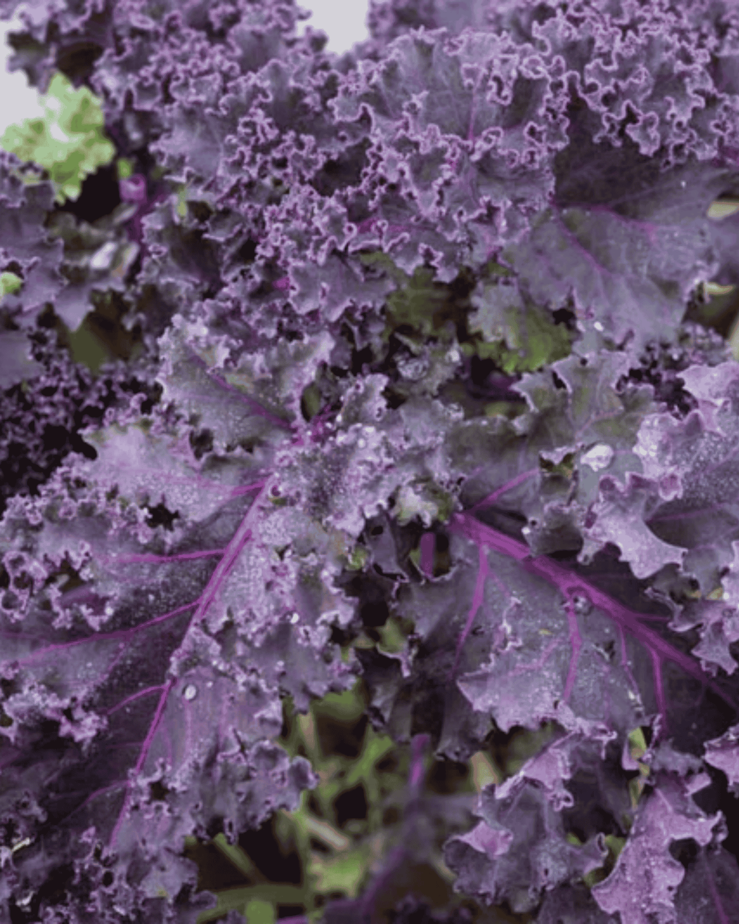 Frise Rouge Kale PF