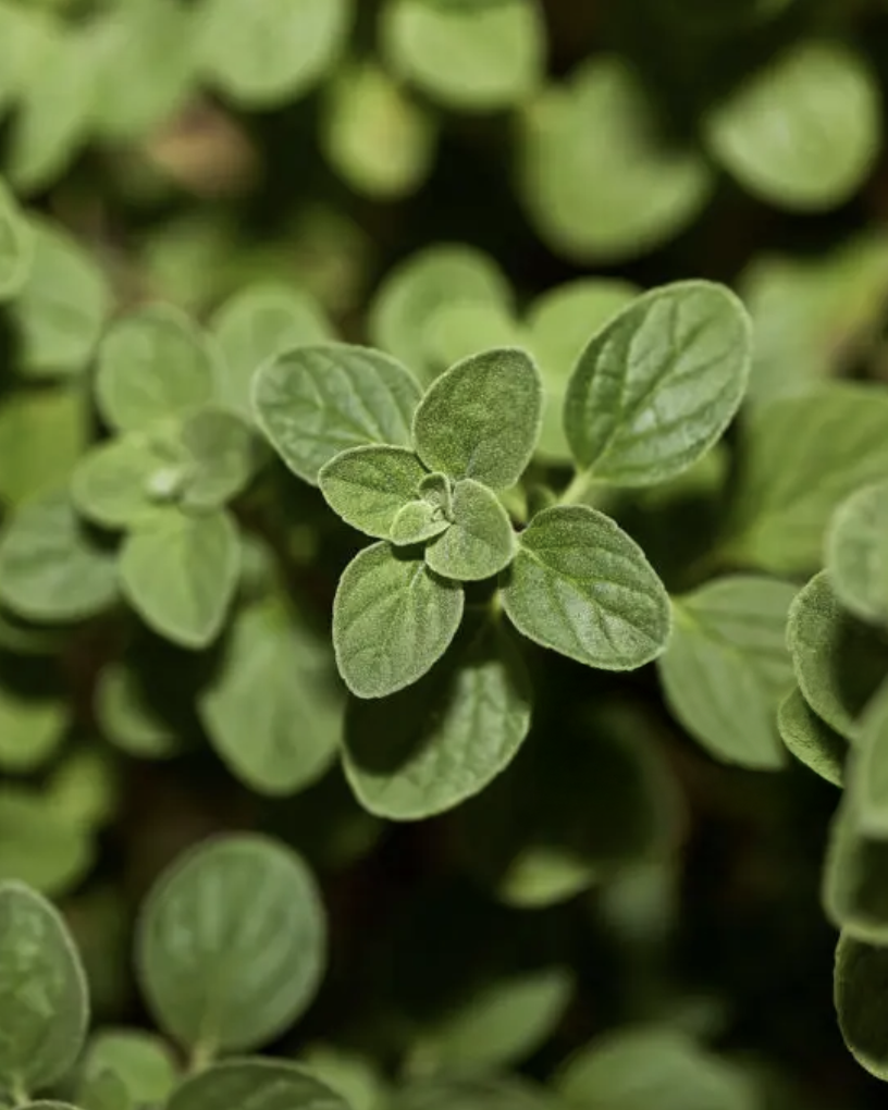 Oregano PF