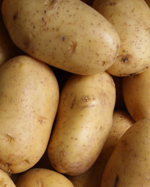 Russet potatoes with rough, brown netted skin and a classic oblong shape.