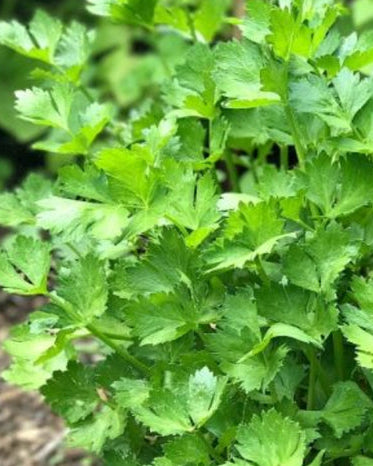 A photo of fresh cutting celery leaves, showing green leafy herbs characteristic of parsley and celery.