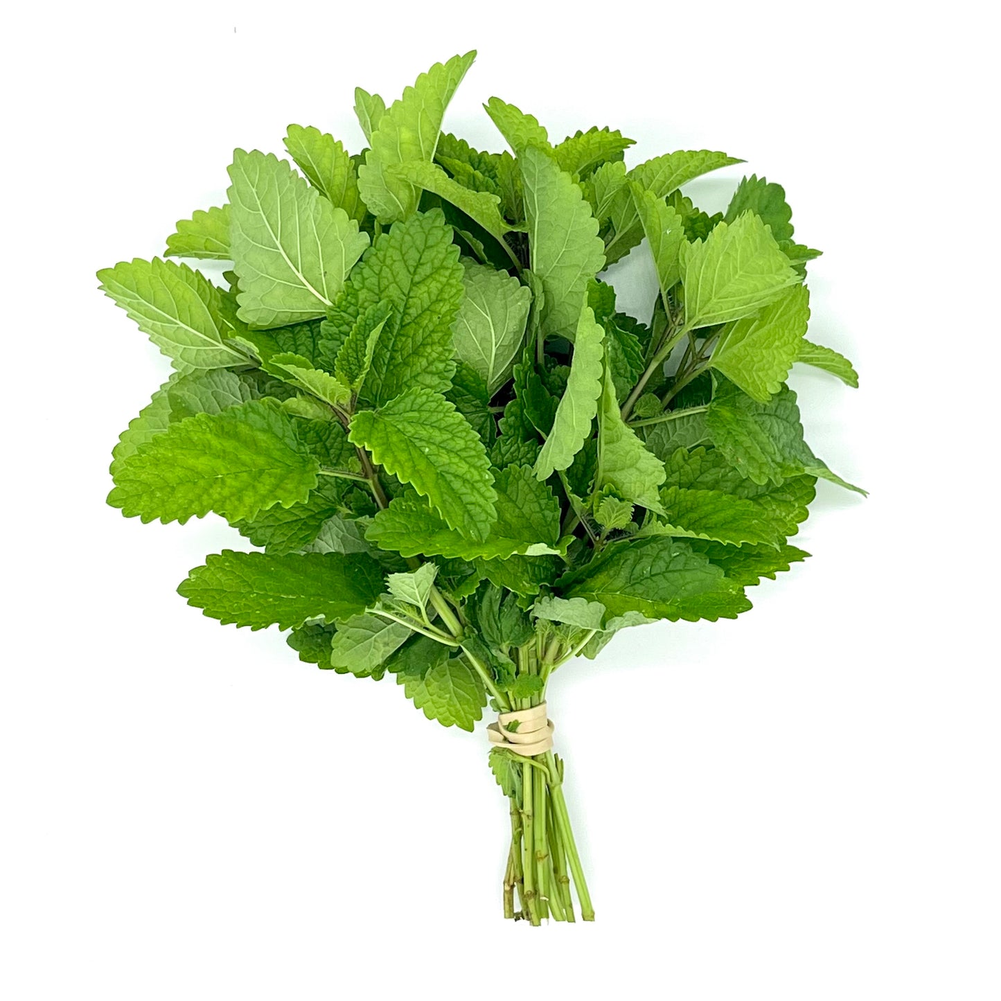 PF Lemon Balm (bch)