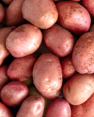 A pile of red potatoes with reddish-skin and smooth, round to oval shapes.