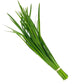 PF Garlic Chives (bch)