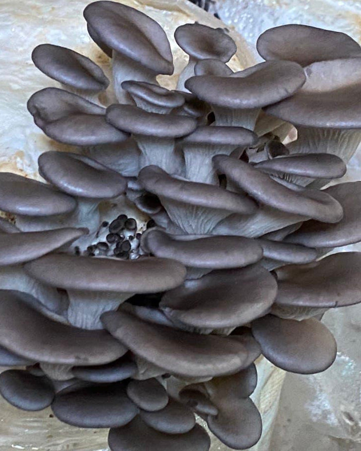 Blue Oyster Mushrooms PF – 1 lb