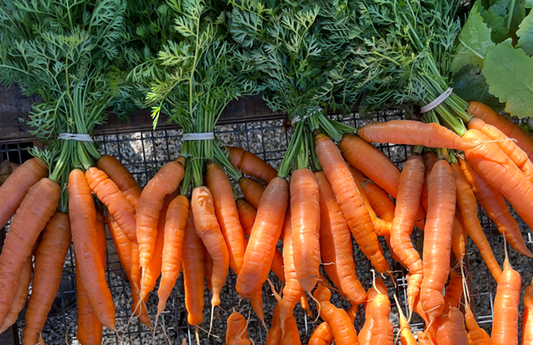 Carrots, (bch)