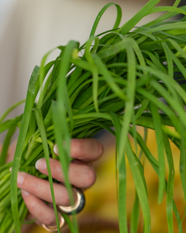 Hand holding a bunch of Garlic Chives