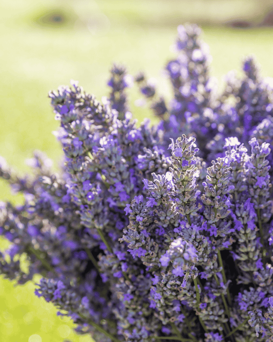 Lavender PF