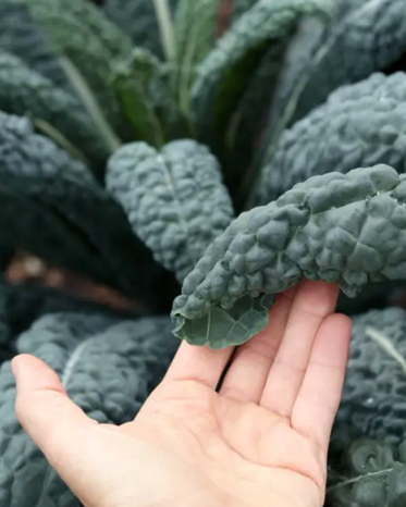 Mamba Kale PF