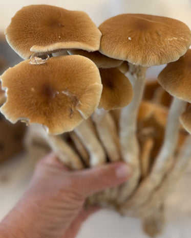 A cluster of fresh Pioppino mushrooms with brown caps and long stems held in someone's hand.