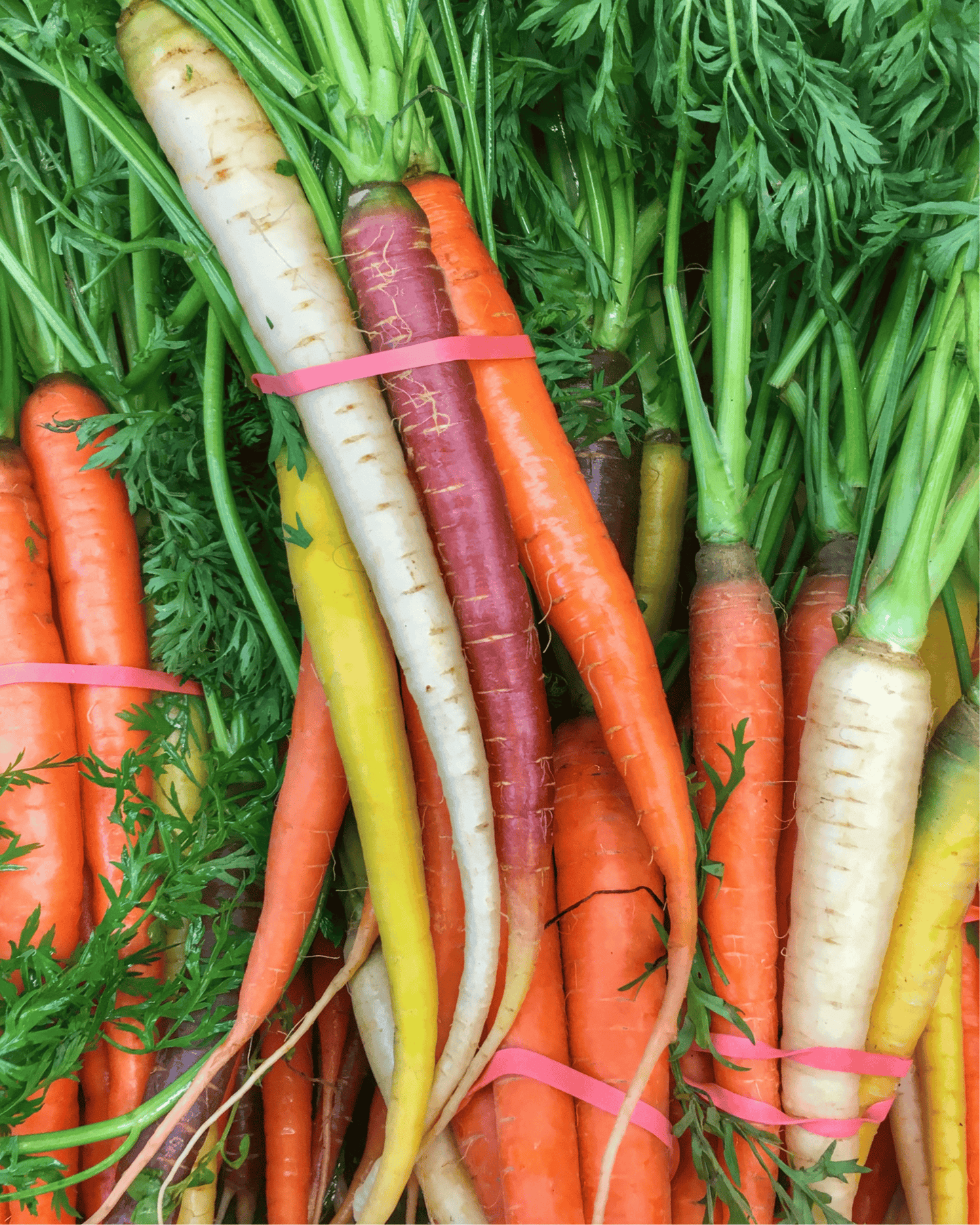 Rainbow Carrots