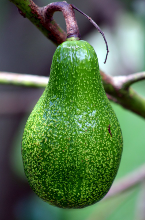 Arue Avocado PF
