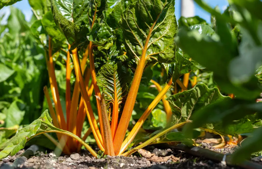 Swiss Chard, Rhubarb Supreme (bch)