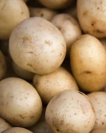 Buttery, creamy, slightly sweet