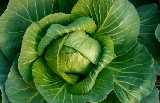 Green Cabbage (ea)