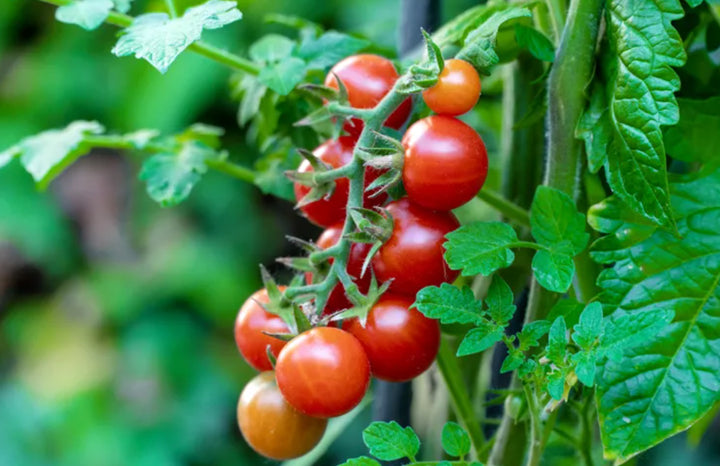 Grape Tomatoes (pt)