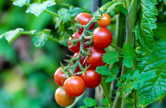 Grape Tomatoes (pt)