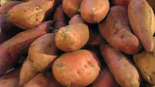 Potato, Sweet Covington Yam 1lb