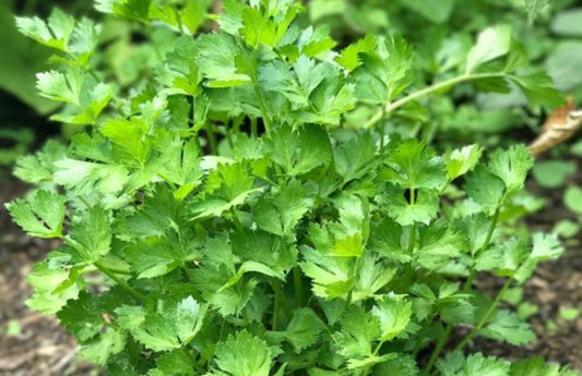 PF Cutting Celery (bch)