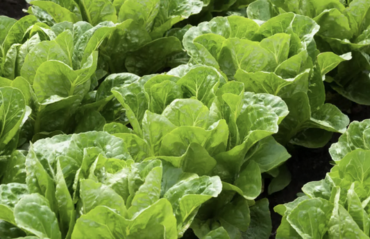 PF Lettuce, Kolibri (ea)