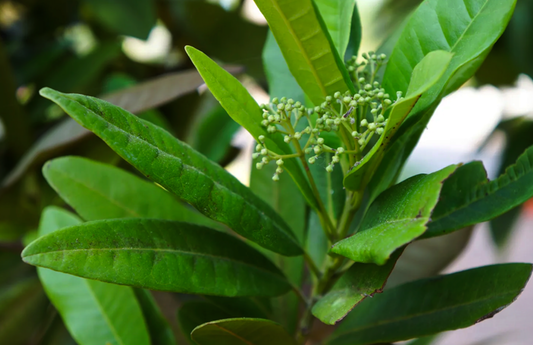 PF Allspice Leaf (bch)