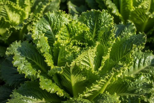 please generate an image full frame of lettuce trucha