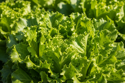 please generate an image full frame of tropicana lettuce 