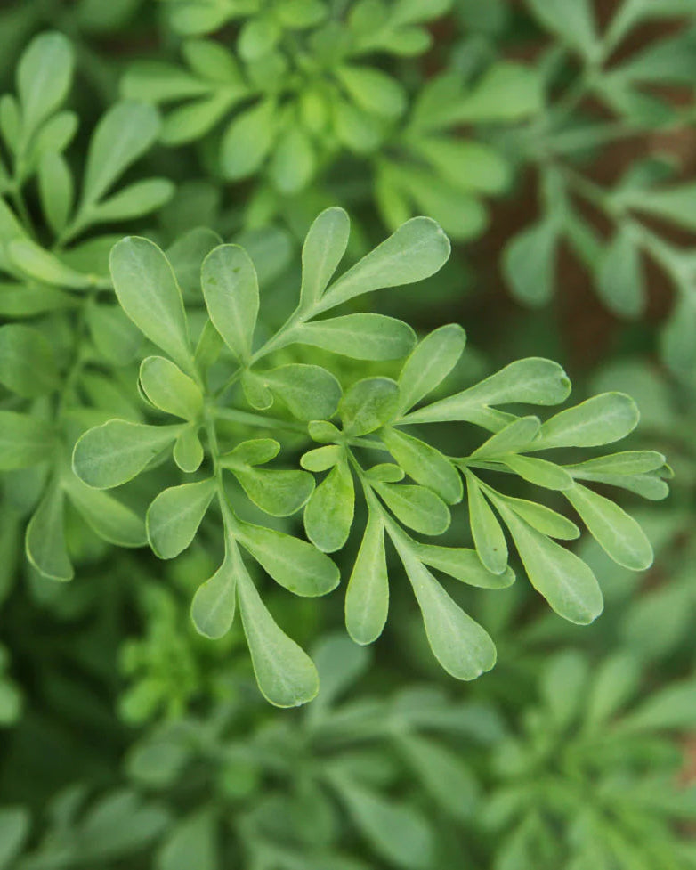 Close-up of green leafy plants