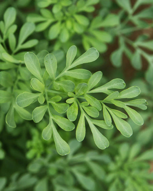 Close-up of green leafy plants