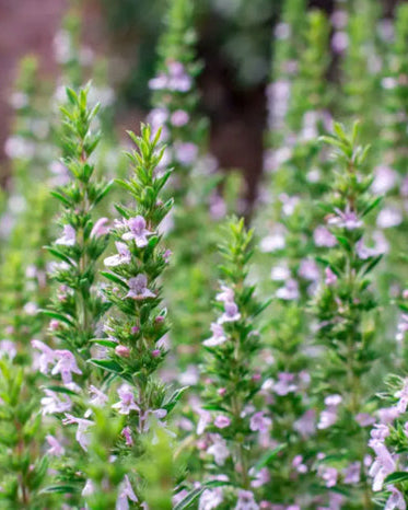 A close-up of thyme plants with small green leaves and purple flowers.