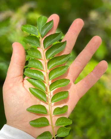 Curry Leaf PF